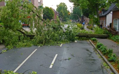 Insurance Tips: What to Do After Wind or Storm Damage